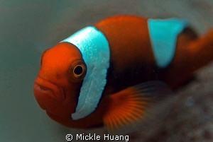 SADDLEBACK
Saddleback anemonefish
Dumaguette the Philip... by Mickle Huang 